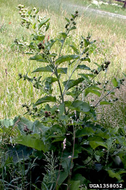 image of Arctium minus, Lesser Burdock, Common Burdock