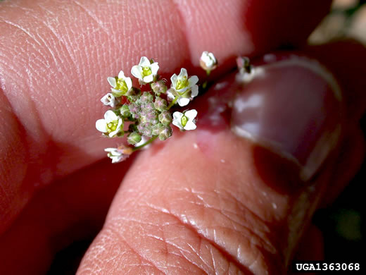 image of Capsella bursa-pastoris, Common Shepherd's Purse