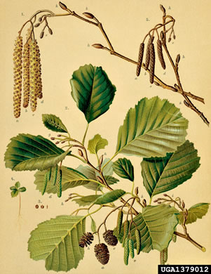 image of Alnus glutinosa, Black Alder, European Alder