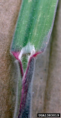 ligule