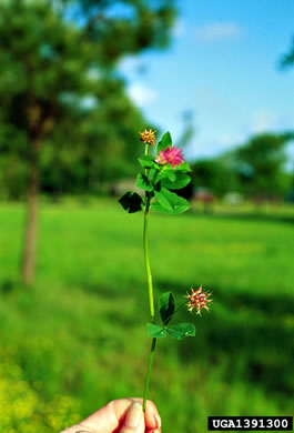 image of Trifolium resupinatum, Persian Clover, Reversed Clover