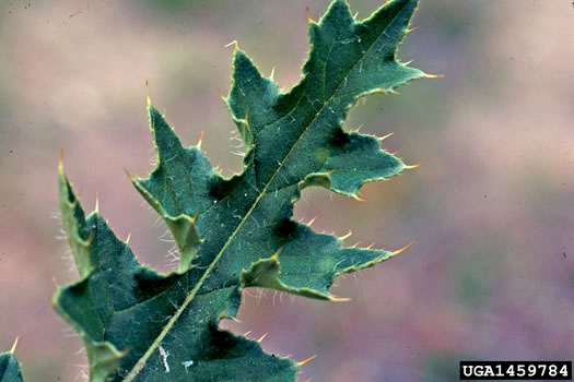 image of Carduus acanthoides ssp. acanthoides, Plumeless Thistle, Spiny Plumeless-thistle, Broad-winged Thistle