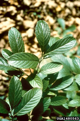 image of Viburnum sieboldii, Siebold's Viburnum