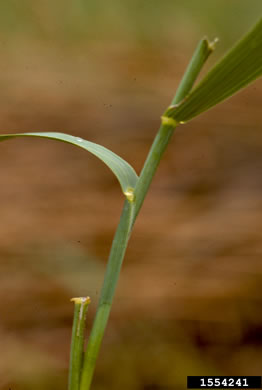 image of Bromus inermis, Smooth Brome, Hungarian Brome, Awnless Brome