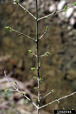 image of Ligustrum vulgare, European Privet, Common Privet