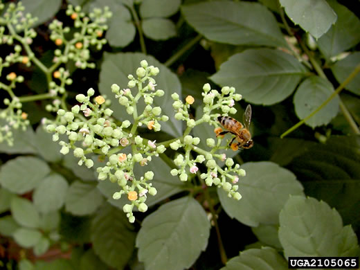 image of Causonis japonica, Bushkiller, Sorrel Vine