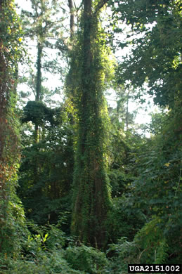 image of Paederia foetida, Skunkvine