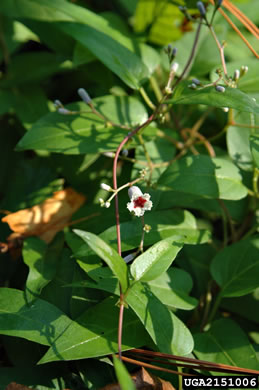 image of Paederia foetida, Skunkvine