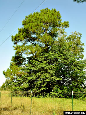 image of Broussonetia papyrifera, Paper Mulberry