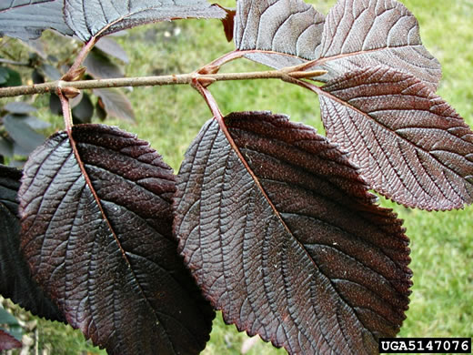 image of Viburnum plicatum, Japanese Snowball Viburnum, Doublefile Viburnum