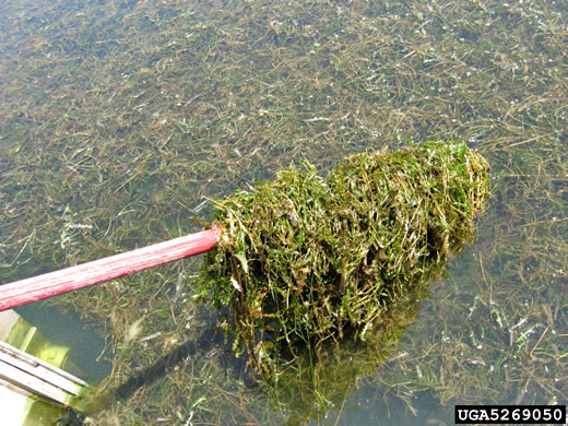 image of Potamogeton crispus, Curly Pondweed, Curled Pondweed, Curly-leaf Pondweed