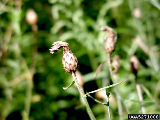 image of Centaurea stoebe ssp. micranthos, Spotted Knapweed, Bushy Knapweed