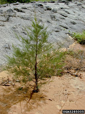 image of Casuarina equisetifolia ssp. equisetifolia, Australian-pine, Horsetail Casuarina, Beach She-oak, Coastal She-oak