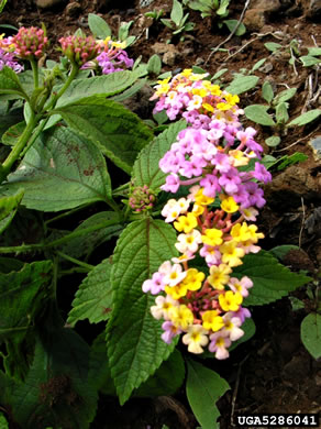 image of Lantana strigocamara, Common Lantana, Hedgeflower