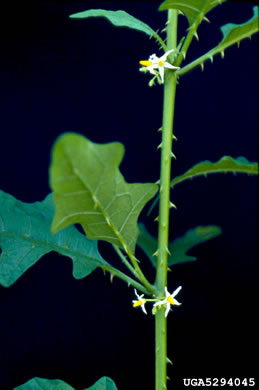 image of Solanum tampicense, Wetland Nightshade, Aquatic Soda Apple