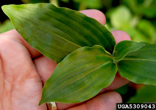 image of Commelina benghalensis, Tropical Spiderwort, Benghal Dayflower