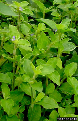 image of Commelina benghalensis, Tropical Spiderwort, Benghal Dayflower