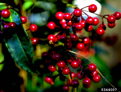 image of Ardisia crenata, Coral Ardisia, Hen's Eyes, Coralberry, Marlberry