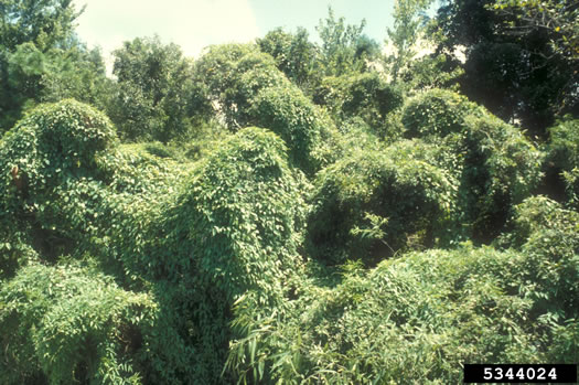 image of Paederia foetida, Skunkvine