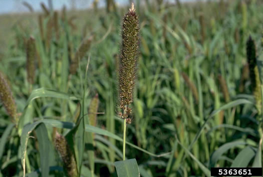 image of Setaria italica, Yellow Foxtail, Italian Millet, Foxtail Millet, Italian Foxtail