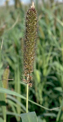 image of Setaria italica, Yellow Foxtail, Italian Millet, Foxtail Millet, Italian Foxtail