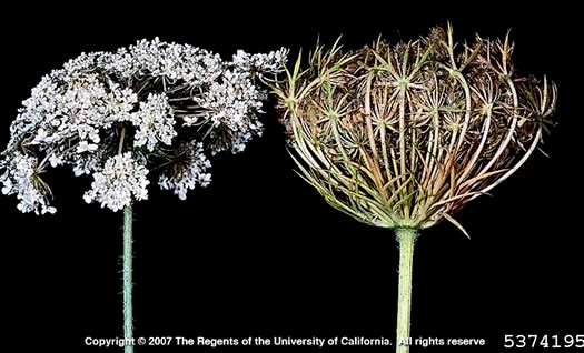 image of Daucus carota ssp. carota, Queen Anne's Lace, Wild Carrot, Bird's Nest