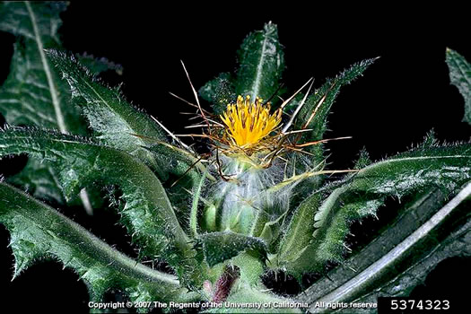 image of Centaurea benedicta, Blessed Thistle