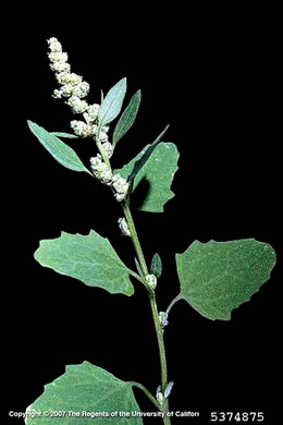 image of Chenopodium album var. album, Lambsquarters, Pigweed