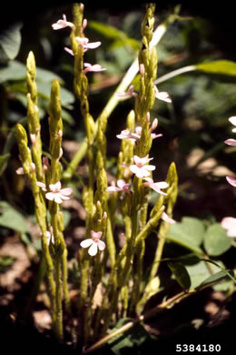 image of Striga asiatica, Asiatic Witchweed