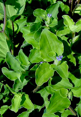 image of Commelina benghalensis, Tropical Spiderwort, Benghal Dayflower