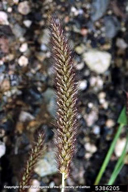 image of Cenchrus ciliaris, Buffelgrass