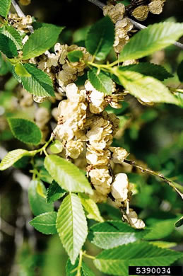 image of Ulmus pumila, Siberian Elm, Dwarf Elm