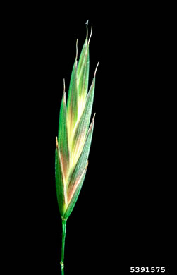 spikelet