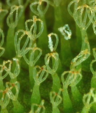 Salvinia molesta, Giant Salvinia, Kariba Weed