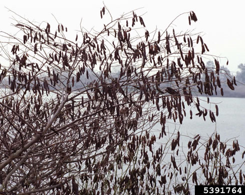 image of Sesbania punicea, Rattlebush, Purple Sesban, Scarlet Wisteria-tree, Red Sesban