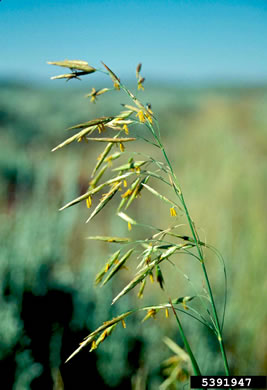 image of Bromus inermis, Smooth Brome, Hungarian Brome, Awnless Brome