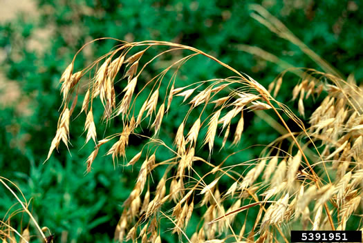 image of Bromus arvensis, Field Brome