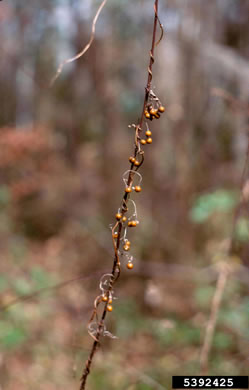 image of Paederia foetida, Skunkvine