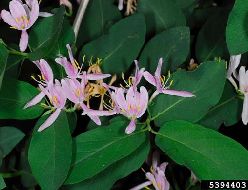 image of Lonicera ×bella, Bell's Honeysuckle, Pretty Honeysuckle, Showy Honeysuckle