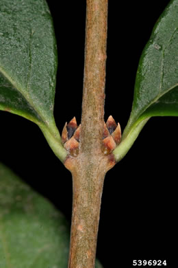 image of Ligustrum ovalifolium, California Privet