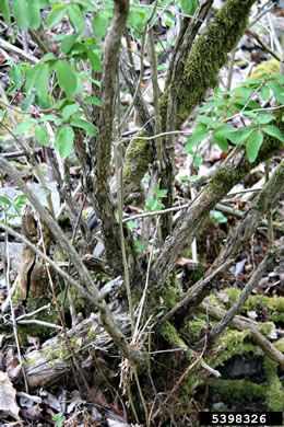 image of Lonicera xylosteum, European Fly-honeysuckle, Dwarf Honeysuckle