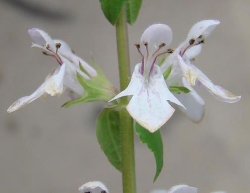 image of Stachys floridana, Florida Betony, Rattlesnake-weed, Florida Hedgenettle