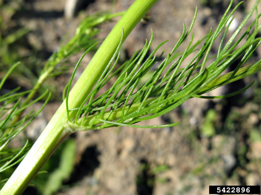 image of Tripleurospermum inodorum, Scentless Chamomile, False Chamomile, Mayweed