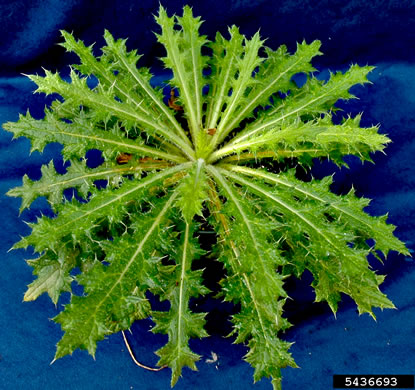 image of Cirsium vulgare, Bull Thistle