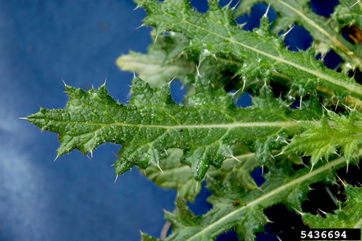 image of Cirsium vulgare, Bull Thistle