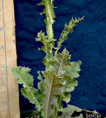 image of Cirsium arvense, Canada Thistle, Field Thistle