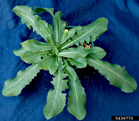 image of Cichorium intybus, Chicory, Blue-sailors, Succory