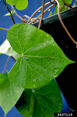 image of Convolvulus arvensis, Field Bindweed, Creeping Jenny, Possession-vine, Cornbind