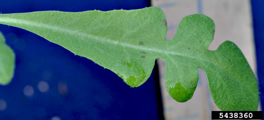 image of Capsella bursa-pastoris, Common Shepherd's Purse