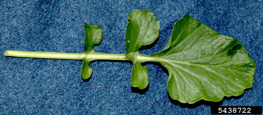 image of Barbarea vulgaris, Yellow Rocket-cress, Common Winter-cress, Yellow Rocket, Creasy